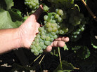 Grapes grown at Correa Albano vineyard in Santa Rosa, Chile. Grapes grown at Correa Albano vineyard in Santa Rosa, Chile.