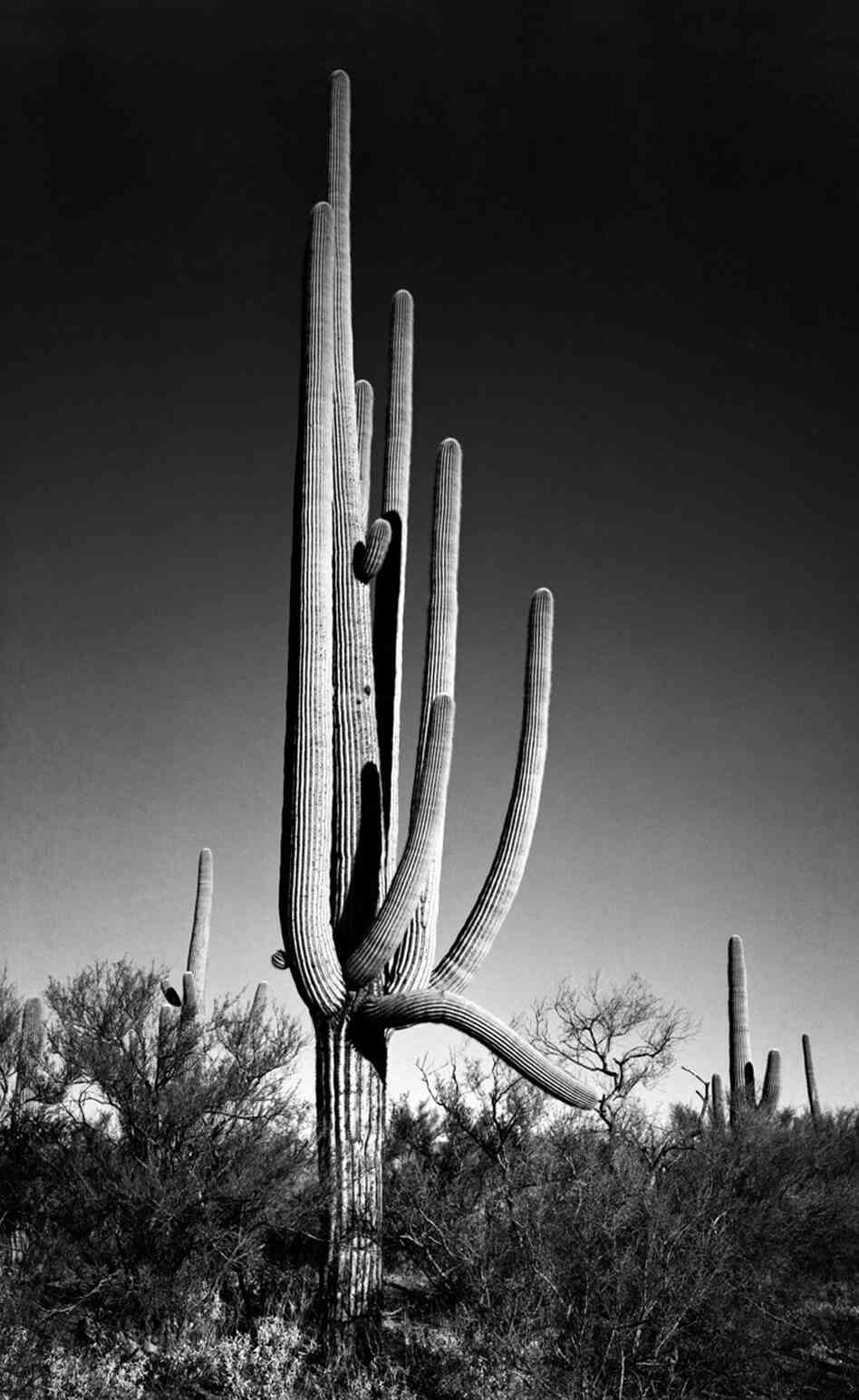 In Saguaro National Monument, Ariz. In Saguaro National Monument, Ariz.