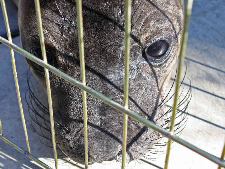A sea lion pup recovers.