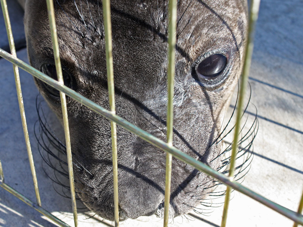 A sea lion pup recovers.