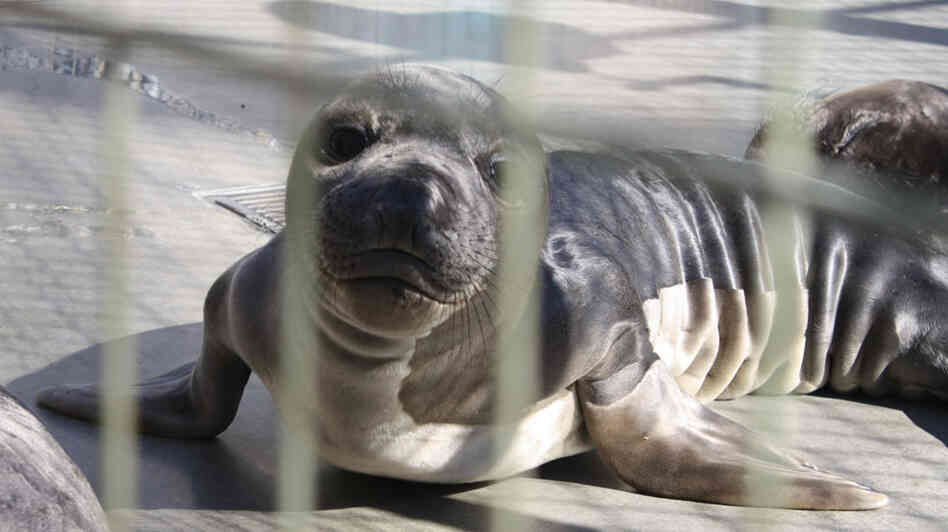 A sea lion pup A sea lion pup