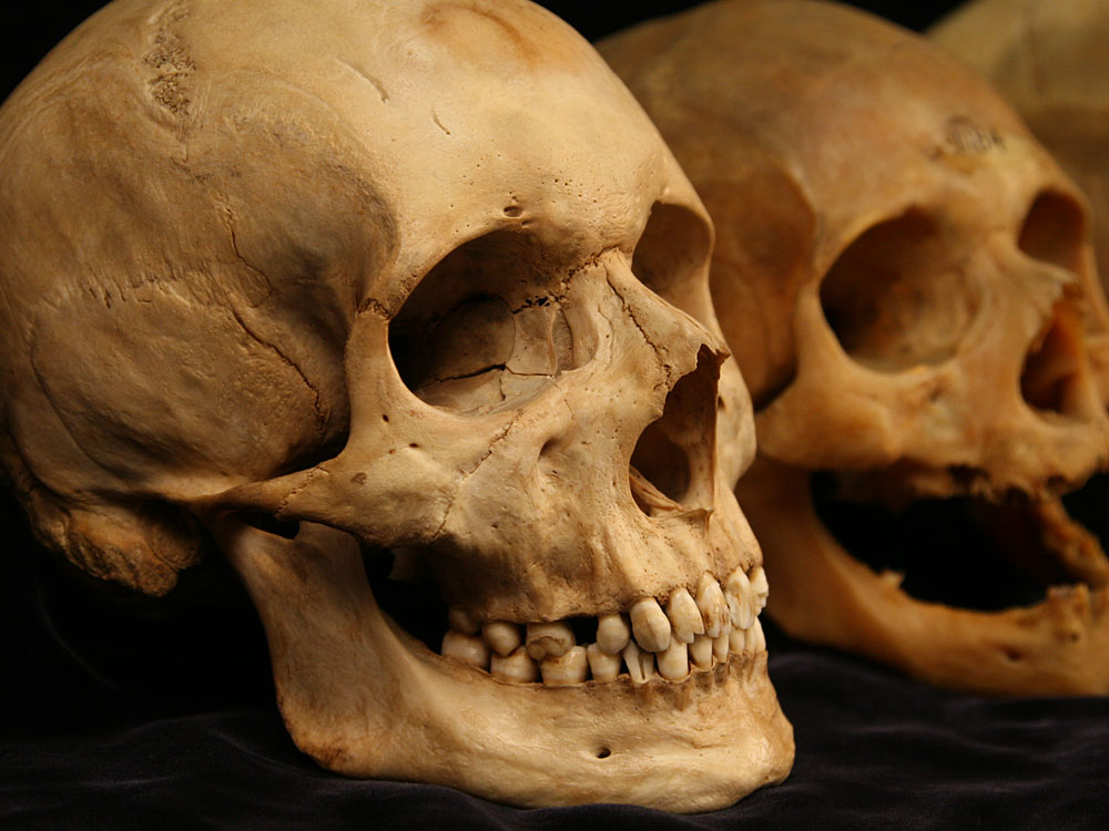 Skulls from the Smithsonian Natural History Museum
