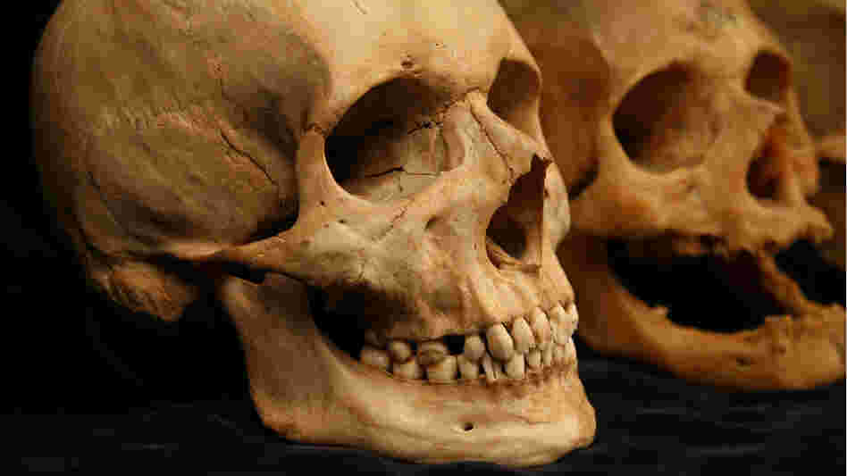 Skulls from the Smithsonian Natural History Museum