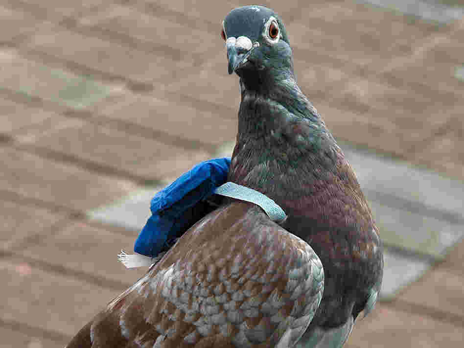 Scientists fitted homing pigeons with backpacks to study in-flight leadership in order to understand Scientists fitted homing pigeons with backpacks to study in-flight leadership in order to understand