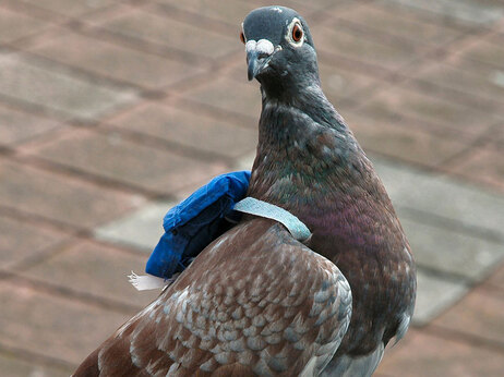 Scientists fitted homing pigeons with backpacks to study in-flight leadership in order to understand group dynamics.