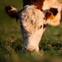 A cow munches on grass at a Berryville, Va., farm.