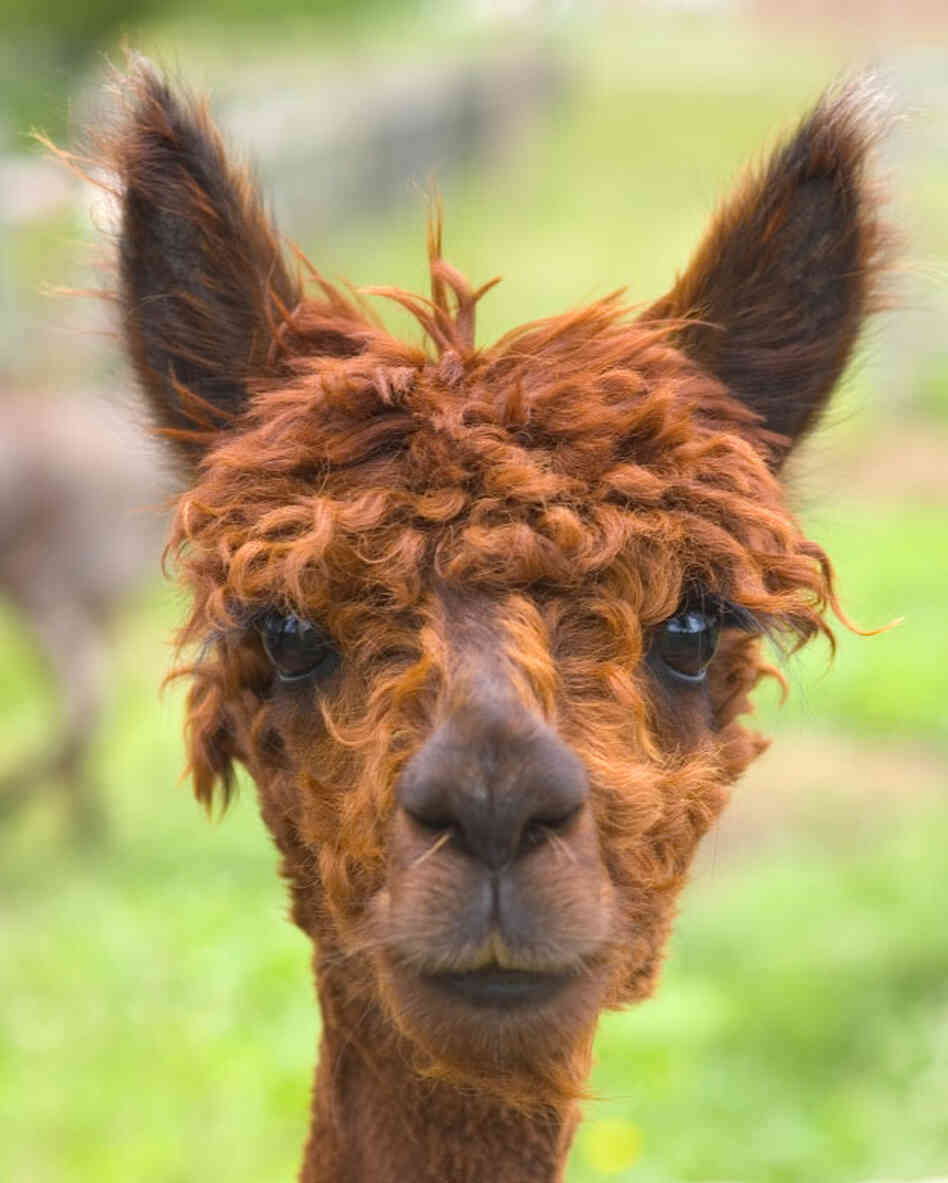 An alpaca. iStockphoto.com An alpaca. iStockphoto.com