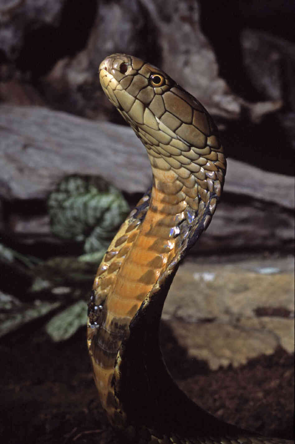 The king cobra. iStockphoto.com The king cobra. iStockphoto.com