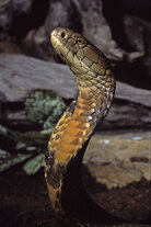 The king cobra. iStockphoto.com