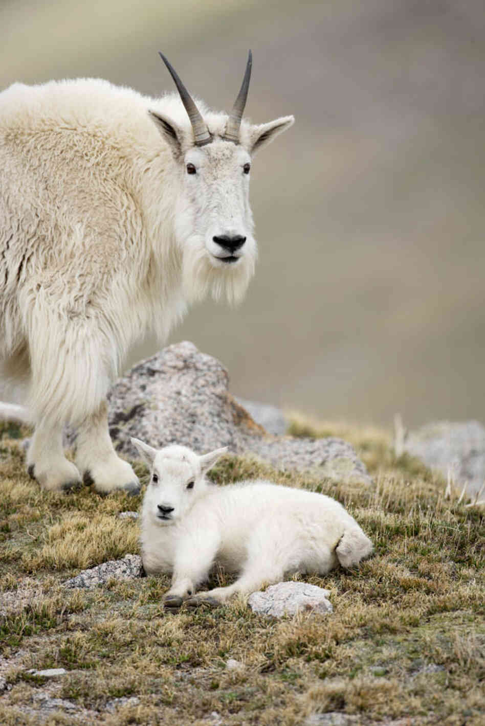 The North American mountain goat. iStockphoto.com The North American mountain goat. iStockphoto.com