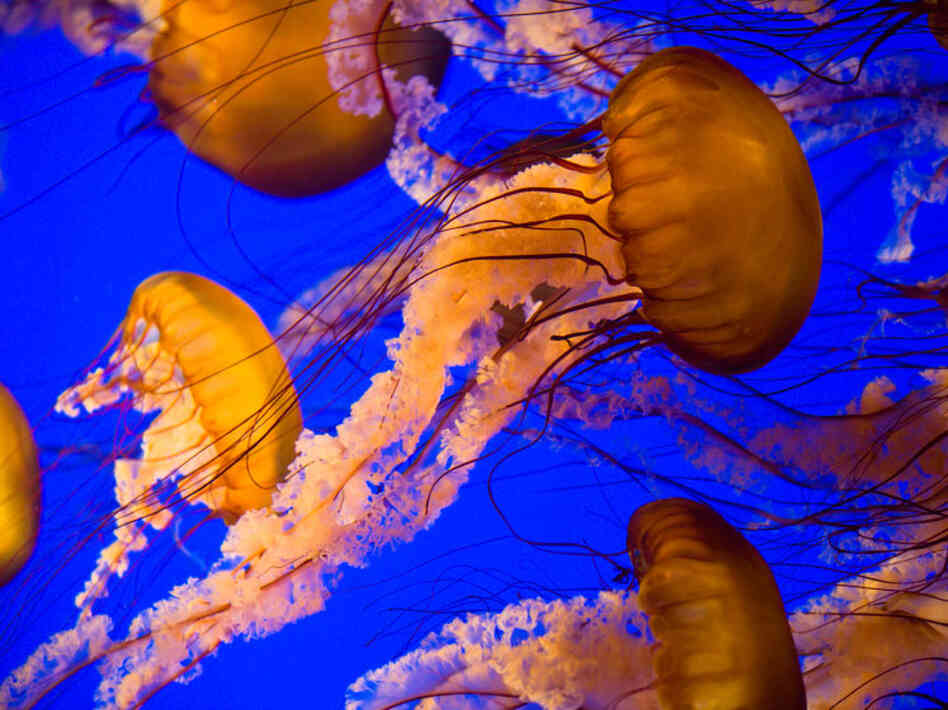 Jellyfish. iStockphoto.com Jellyfish. iStockphoto.com