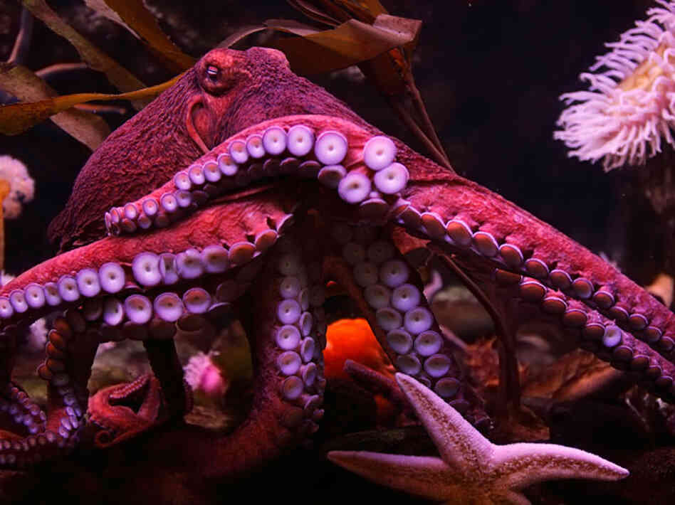 An octopus. iStockphoto.com An octopus. iStockphoto.com