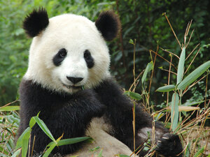 A panda. iStockphoto.com