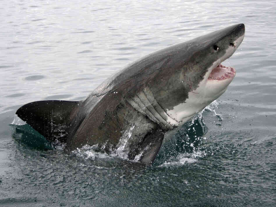 A great white shark. iStockphoto.com A great white shark. iStockphoto.com