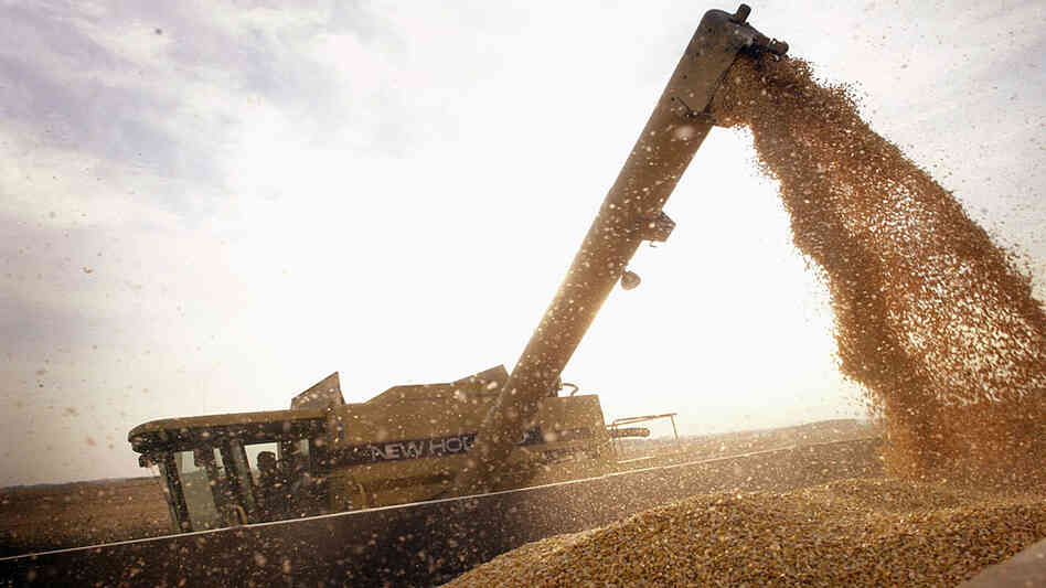 A container is loaded with Bt-corn near Rockton, Ill. in 2003.