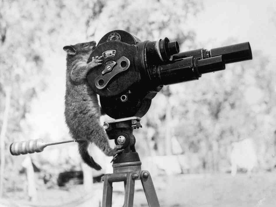 A possum and a movie camera, 1943