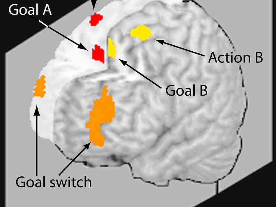Illustration of multitasking brain
