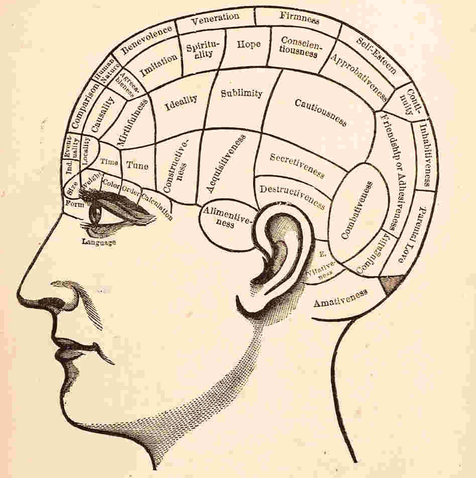Vintage medical illustration of brain