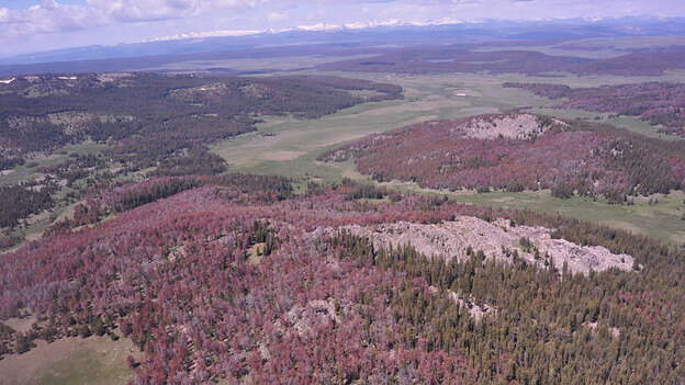 Photo by W. W. MacFarlane - Pine bark beetle damage in Teton National Forest Photo by W. W. MacFarlane - Pine bark beetle damage in Teton National Forest
