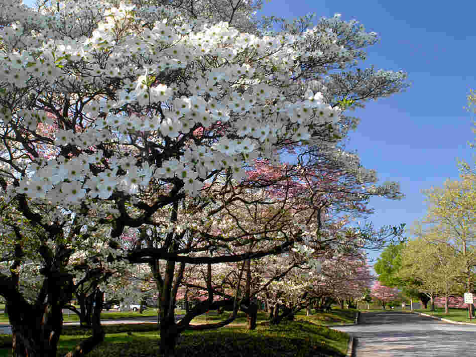 Flowering dogwood trees next to a road