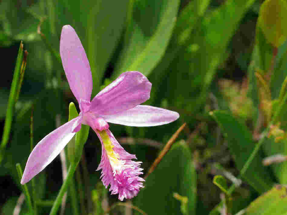 Pogonia orchid