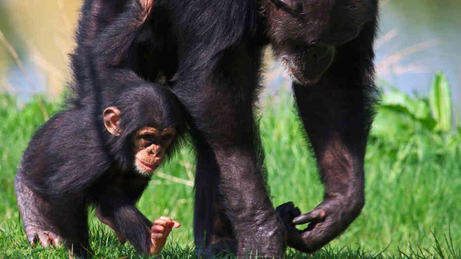 Two chimps living in captivity walk together Two chimps living in captivity walk together