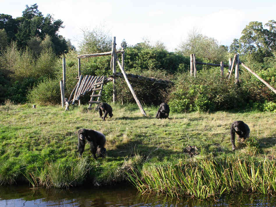 Chimpanzees romp in their home in the safari park.