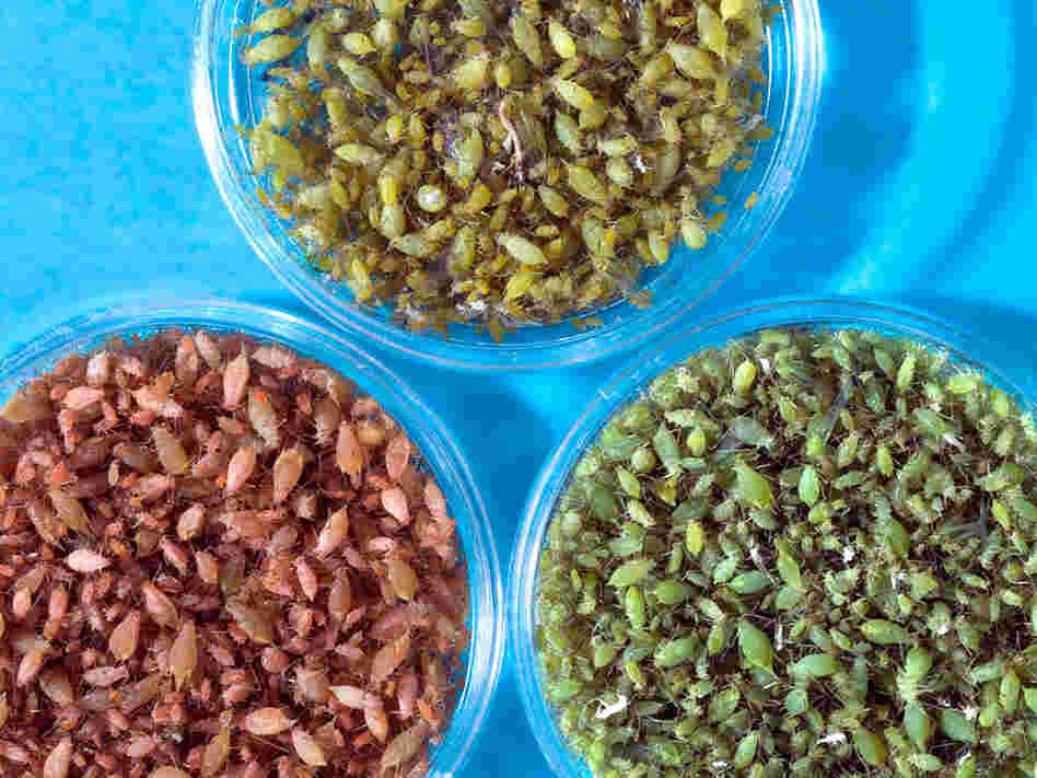 Red, green and yellow-green pea aphids.