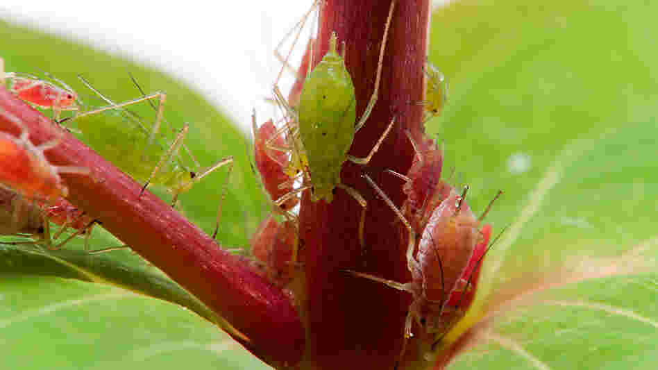 Red and green aphids climb on a plant.