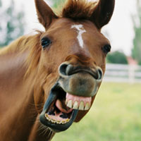 A horse shows off its teeth.