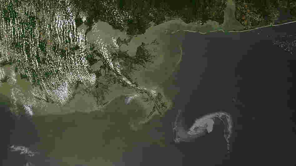 This satellite image shows the oil slick in the Gulf of Mexico as it nears the Louisiana shoreline.