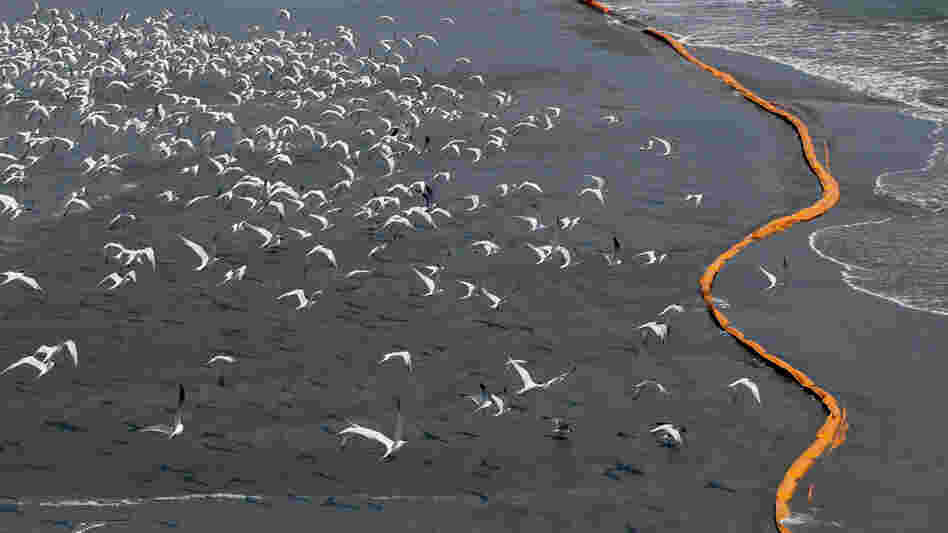Birds fly over containment booms placed to try to stop oil from reaching the shoreline