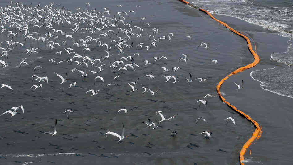 Birds fly over containment booms placed to try to stop oil from reaching the shoreline