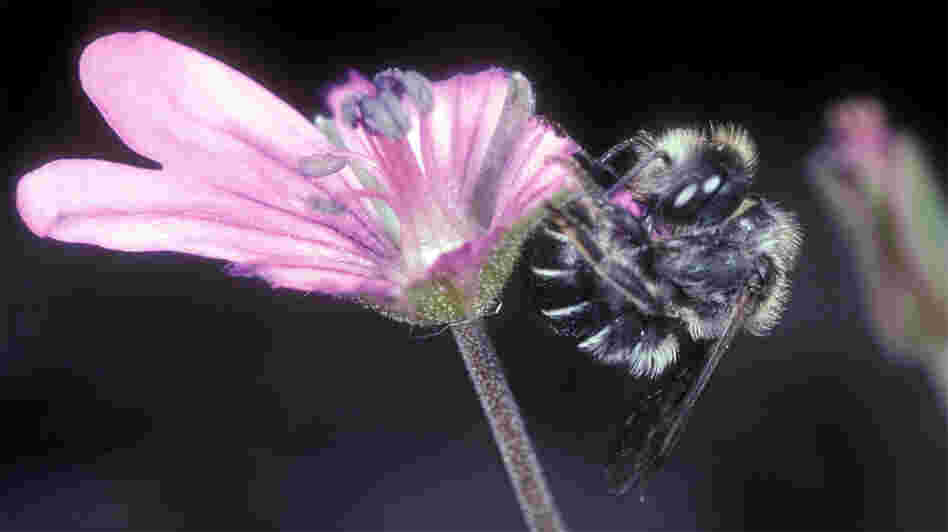 The bee chews off a flower petal with its mandibles. The bee chews off a flower petal with its mandibles.