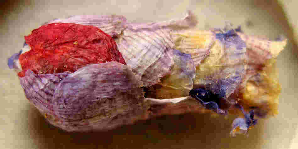 This nest of a rare bee is made of flower petals and holds a single egg. This nest of a rare bee is made of flower petals and holds a single egg.