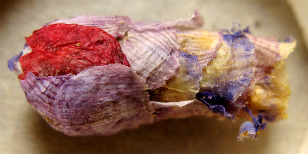 This nest of a rare bee is made of flower petals and holds a single egg.