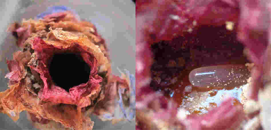 A closeup of an egg, laid on top of nutrients. A closeup of an egg, laid on top of nutrients.