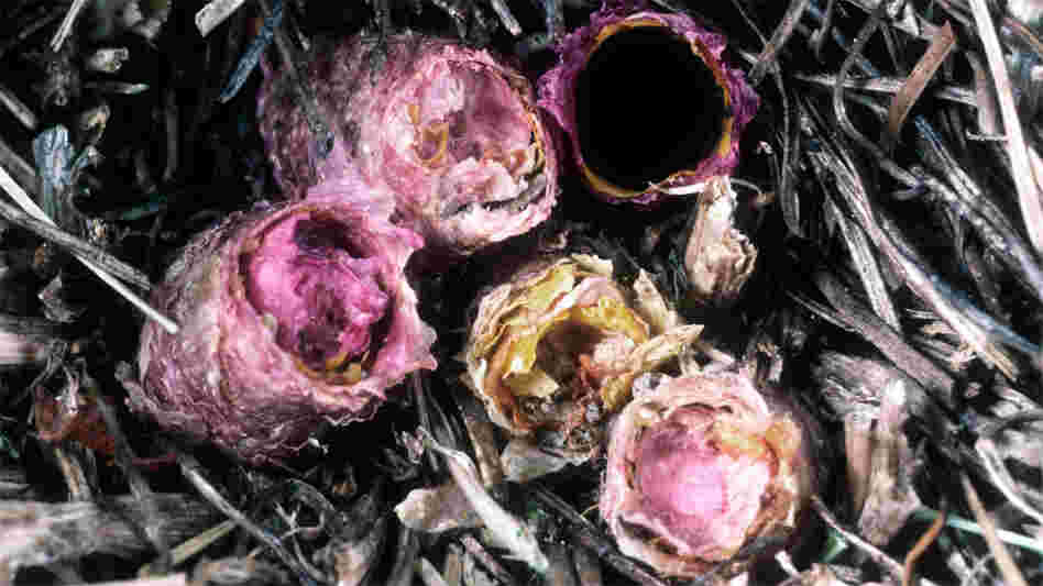 Multiple flower-lined nests of the O. avoseta bee are nestled in the ground. Multiple flower-lined nests of the O. avoseta bee are nestled in the ground.