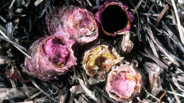 Multiple flower-lined nests of the O. avoseta bee are nestled in the ground.