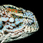 Members of the Chamaeleonidae family are currently going extinct. Members of the Chamaeleonidae family are currently going extinct.