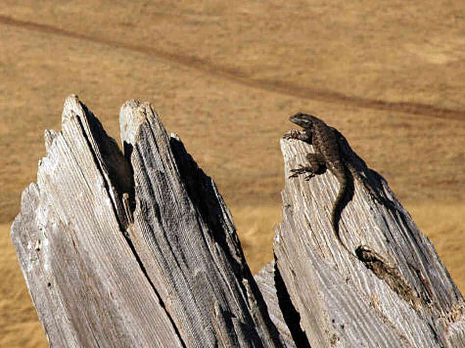 Sceloporus lizards, which come in various colors and sizes, face local extinctions in Mexico. Sceloporus lizards, which come in various colors and sizes, face local extinctions in Mexico.