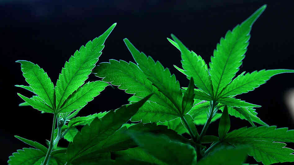 Prices for marijuana is much less than $2,000 a pound, according to interviews with growers.