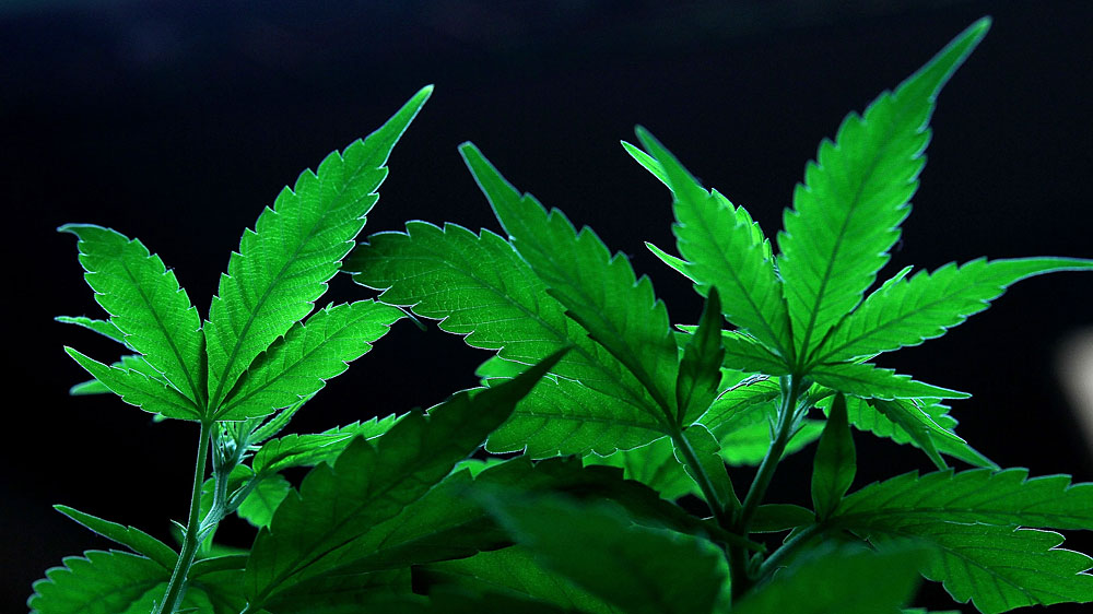 Marijuana in California costs much less than $2,000 a pound, according to interviews with more than a dozen growers and dealers. But the people who don't have quality product aren't selling it, according to a former underground grower who now cultivates medical marijuana.