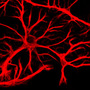 Astrocytes appear star-like after they're stained.