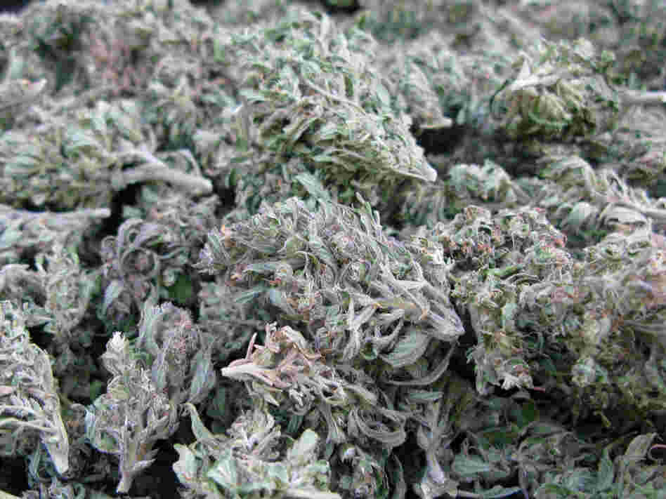 Marijuana buds being harvested in southeastern Mexico