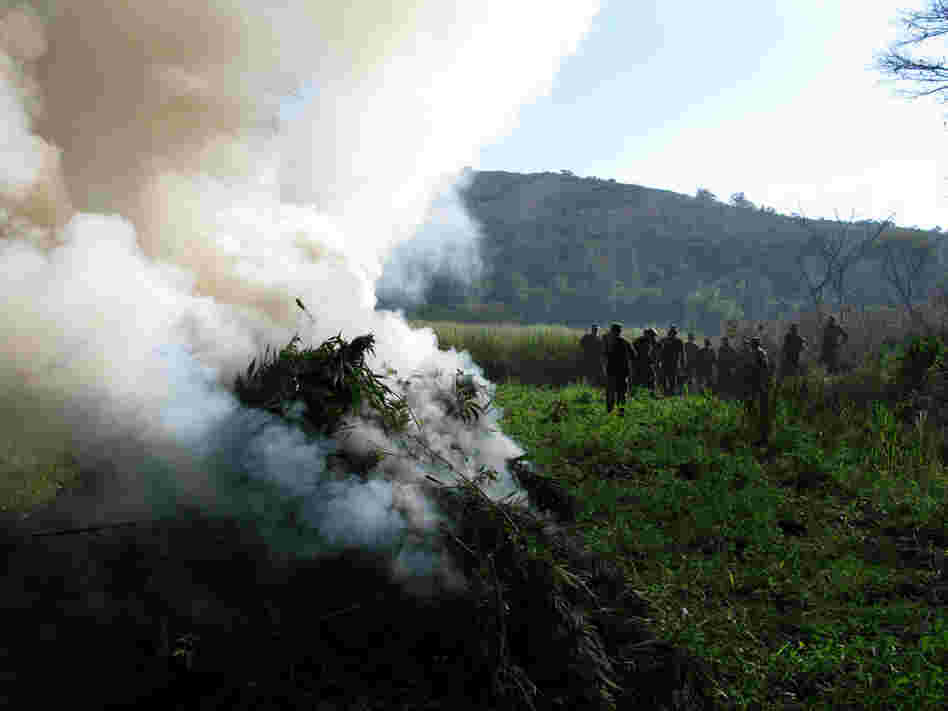 Mexican soldiers destroyed the field in the state of Michoacan where workers were harvesting pot.