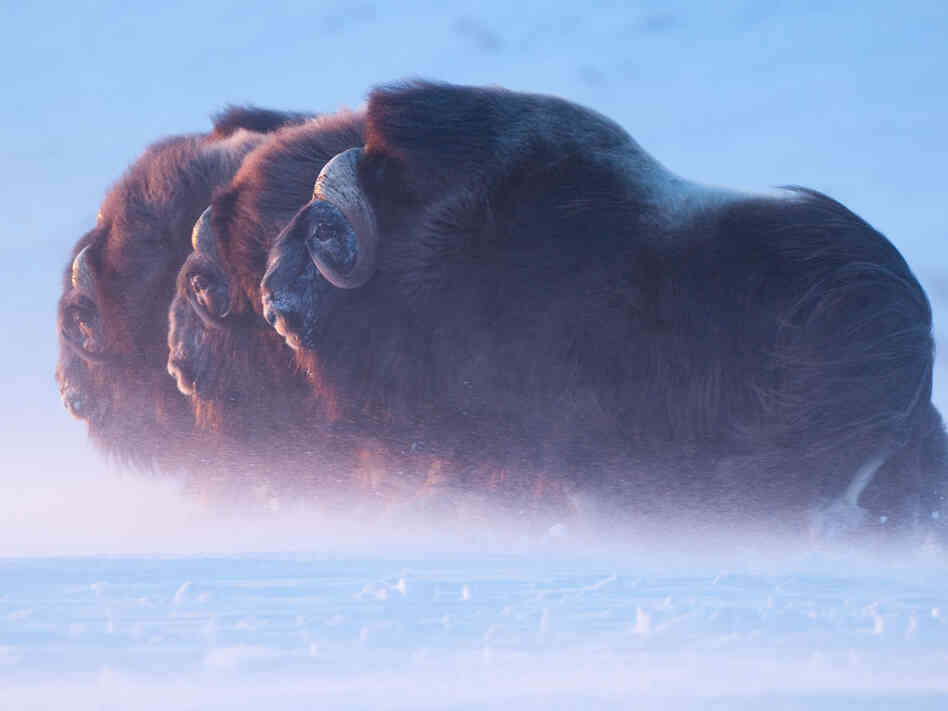 A group of muskoxen faces a blizzard in Alaska's western Arctic.