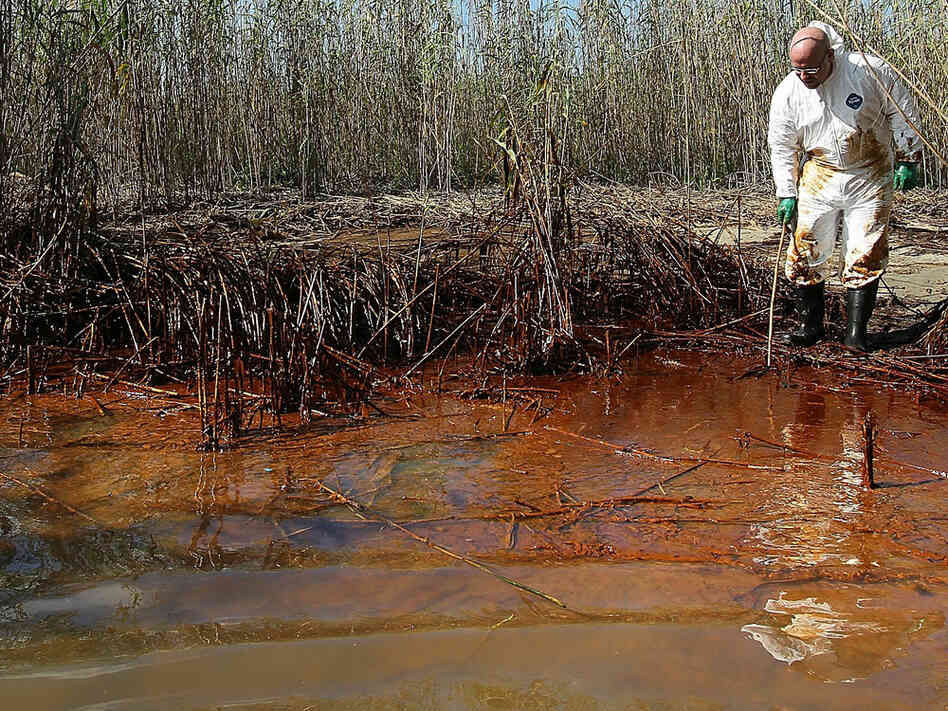 Phil Radford of Greenpeace USA inspects oil-covered reeds along the Gulf of Mexico.