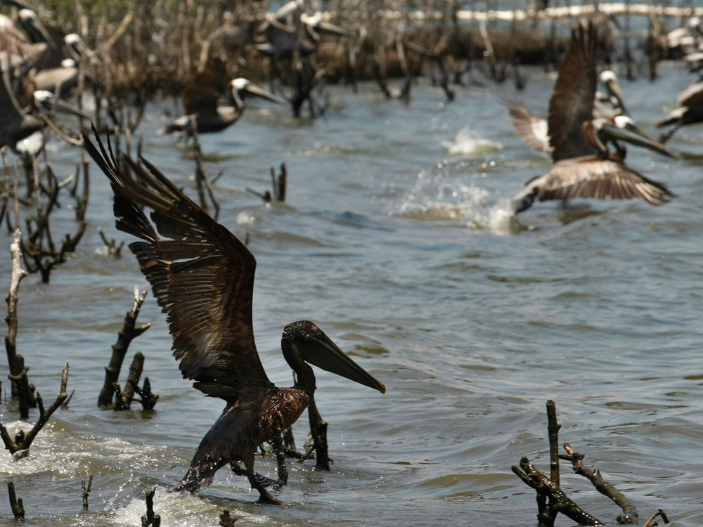 An oil-soaked pelican  takes flight