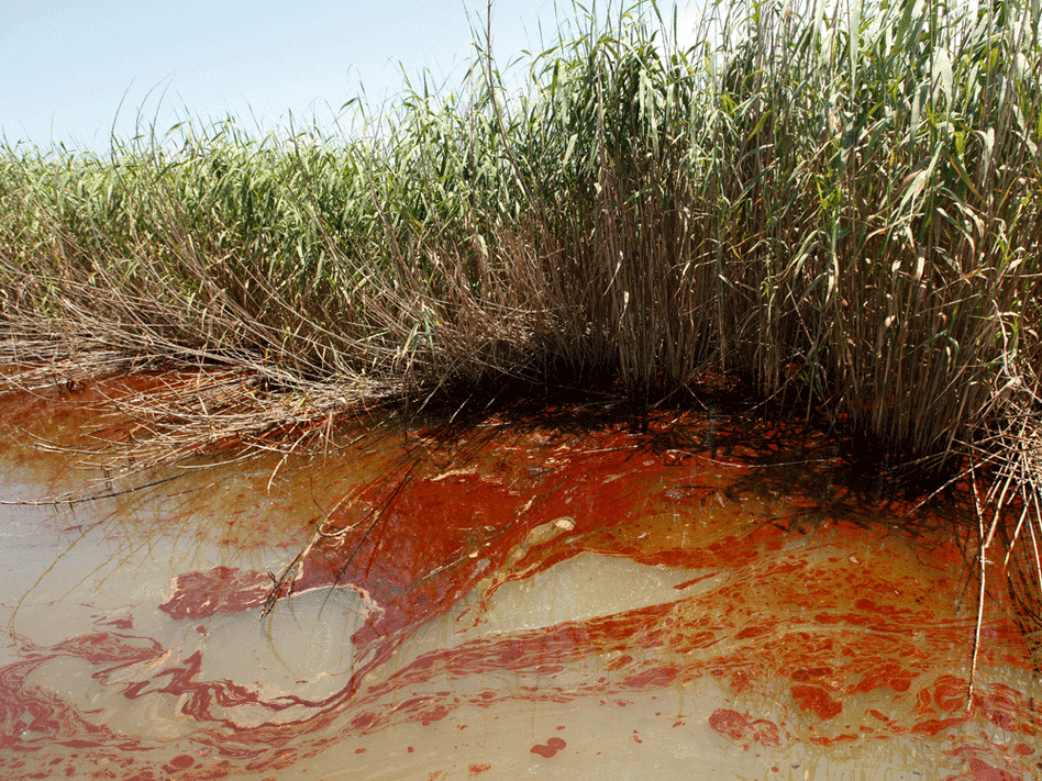 A red-brown oil slick swirls among the water and reeds of the marshes of Pass a Loutre, La.